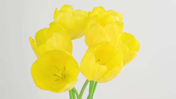 Opening of Beautiful Large Yellow Tulips Flower on White Background alt