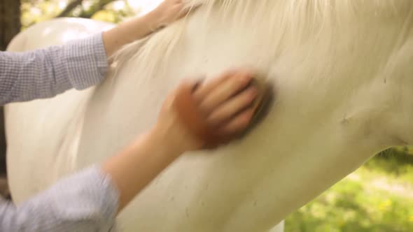 Beautiful Woman in a Blue Shirt Cleans a White Horse