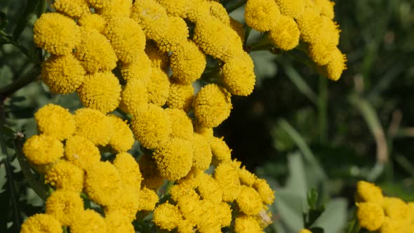 Close-up details of perennial tansy Tanacetum vulgare plant  4K video alt