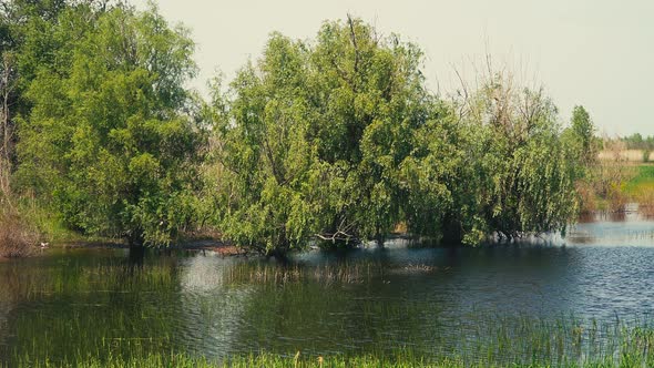 Trees Growing in Water Swamp