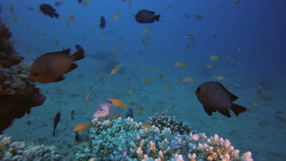 Threespots Dascyllus and Blue Green Colorful Fish alt