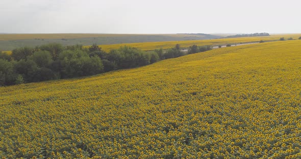 Aerial view of a sunflower field alt