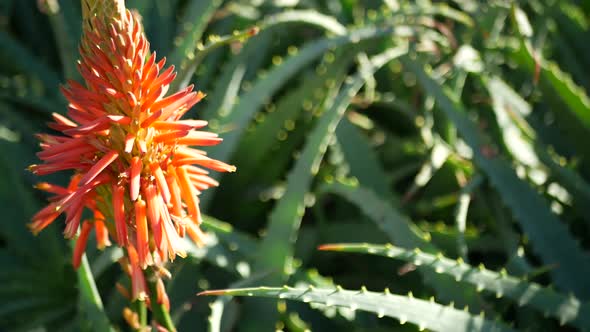 Aloe Succulent Plant Red Flower California USA