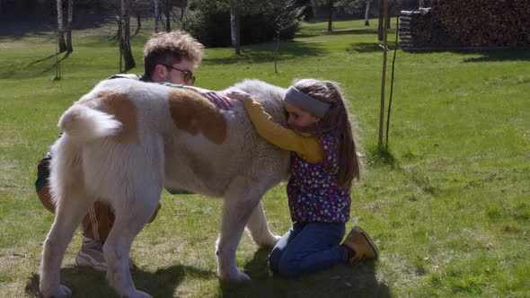 Young Father and Little Cute Daughter Playing with Huge Dog Outdoors Alabai