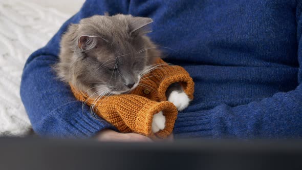 A Fluffy Gray Cat in the Hands of a Beloved Owner the Cat is Dressed in a Suit in the Form of a alt