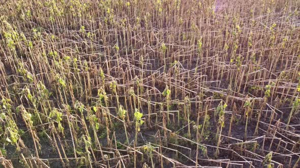 Overview of a sunflower field from a quadcopter after a terrible storm alt