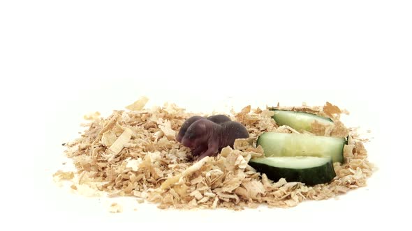 Baby Hamster in Sawdust alt