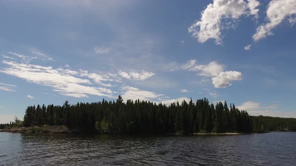 Coniferous trees on the lake shore alt