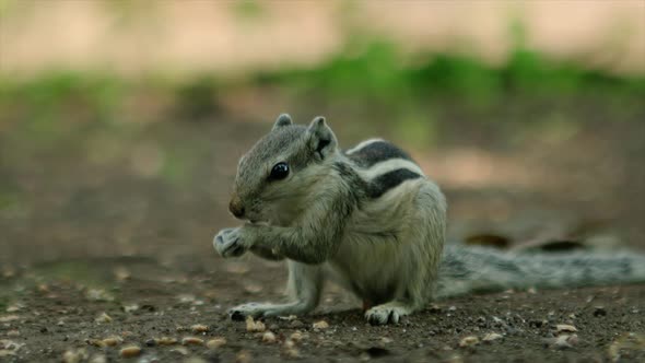 Indian palm squirrel eating grass close up, 4K stock footage alt