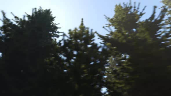 Clear blue sky over the deep dense green coniferous forest. Nature background. alt