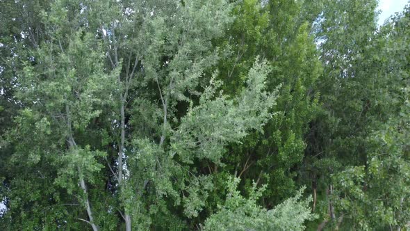 The river bank and the forest from drone view alt
