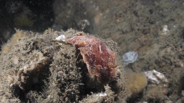 Marine science observation of the Nudibranch species Thordisa slowlying along a soft coral sponge. alt