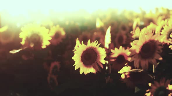 Bright Sunflower in Sunset Light with Closeup Selective Focus alt
