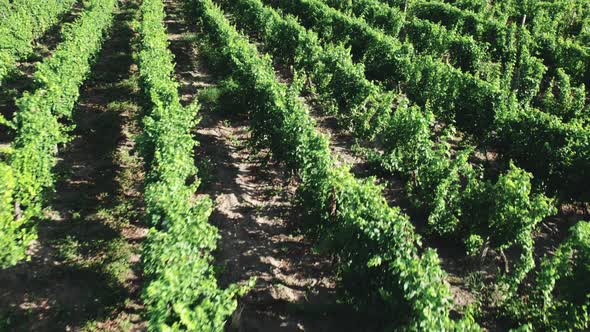 Parallel Rows with Grape Bushes on the Farmlands of the Winery alt