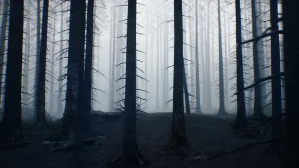 A Mystical Dark Forest