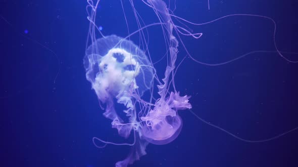 Amakusa jellyfish (Sanderia malayensis) swimming underwater. Jellyfish with long tentacles floating