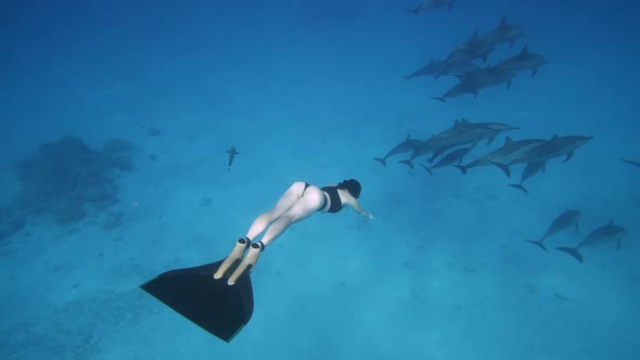 Beautiful Young Woman Swimming Underwater with Dolphins in Pristine Blue Ocean Water Amazing alt