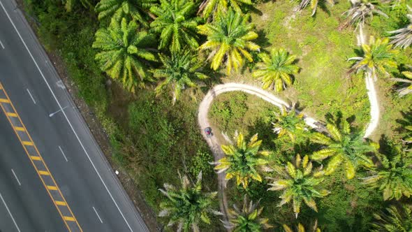 Aerial top down view of a coconut palm tree field next to a highway road on a sunny tropical day in alt
