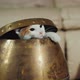Cool Playful Cat Gets Out of the Jug. Funny Pets - VideoHive Item for Sale