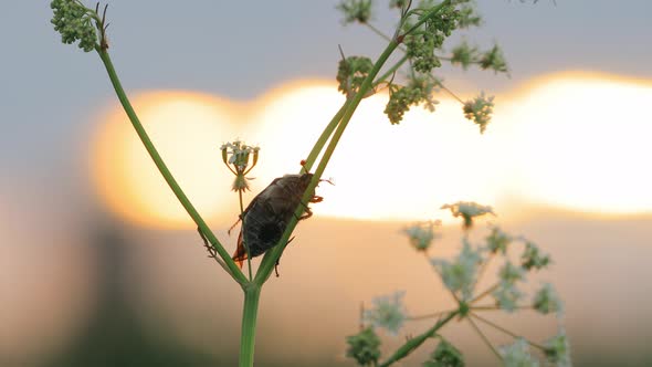 Melolonthinae Beetle Melolonthini On Anthriscus Sylvestris at Summer Sunset alt