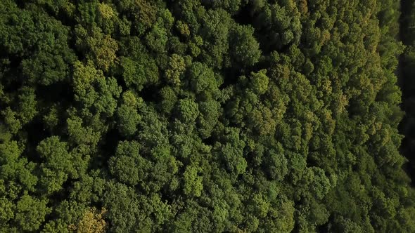 Aerial Top View of Caucasian Mountain Forest, Texture of Forest View From Above alt