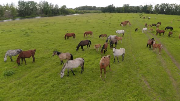 A Herd of Horses Graze in a Green Meadow Along the River