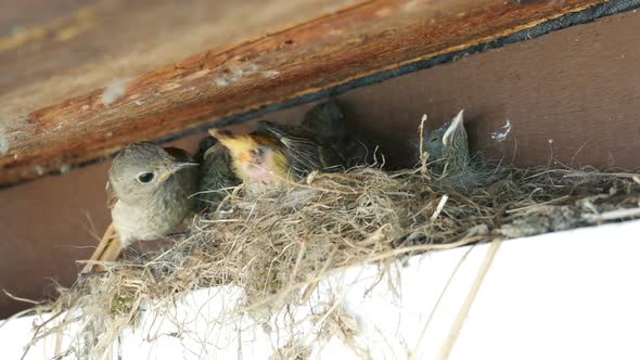 Feeding and Defecation of Nestling