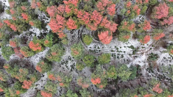 Unusual Forest with Wonderful Multicolored Leaves on a Frosty Day  Top View Panorama