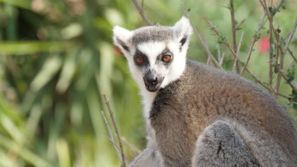 One Active Lemur Sitting, Smelling and Turning Its Head on a Branch in Summer