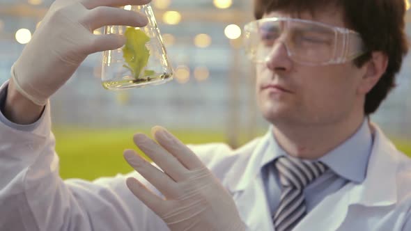 Lab Technician Examines Green Leaf in Flask Standing Greenhouse on Hydroponics alt