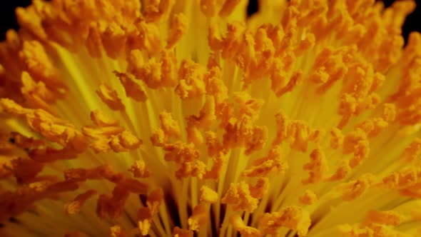 Macro shot of a Matilija Poppy over a black background alt