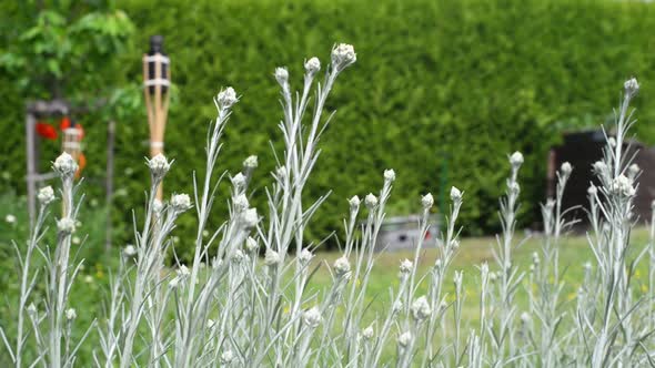 Buds of a not yet blooming flower in a green garden with brown torches in the background. Handheld c alt