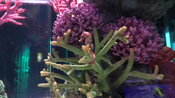 Seahorse on The Background of Coral. Oceanarium with Marine Life alt