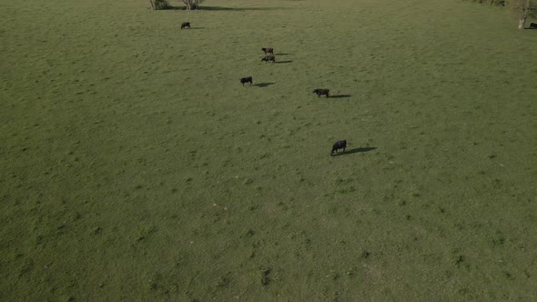 Birds Eye View of a Small Cow Herd Pastures in the Green Meadows Under the Sun alt