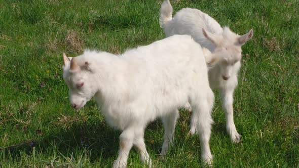 Two White Kid Goats Grazing on a Green Pasture