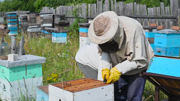 Farmers Examining Bees in a Bee Hive alt