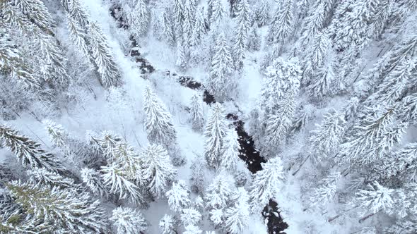 Drone Pointing Down at Dark River Floating in Winter Forest