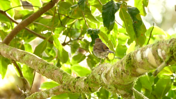 Thrush bird perched majestically on leafy branch in a Costa Rica forest. alt