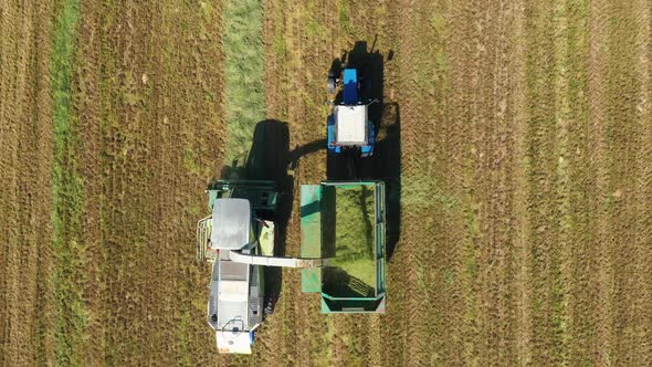 Combine Harvesters Harvesting Mown Grass In Field And Pour Into Tractor Trailer alt
