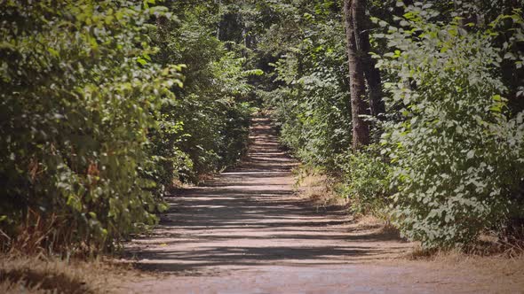 Road in the Forest 