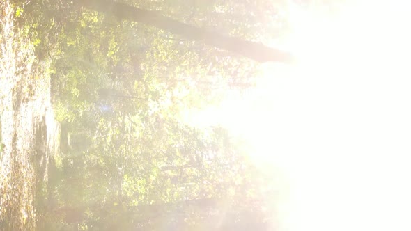 Vertical Video Autumn Forest with Trees in Ukraine Slow Motion alt