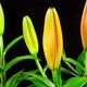 Time Lapse Lilies Opening - VideoHive Item for Sale