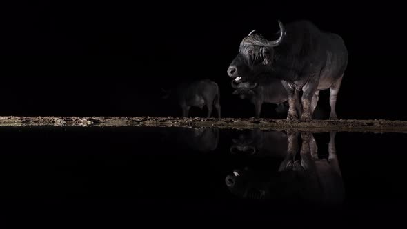 Cape Buffalo lit from side at night chews cud, reflected in dark pond alt