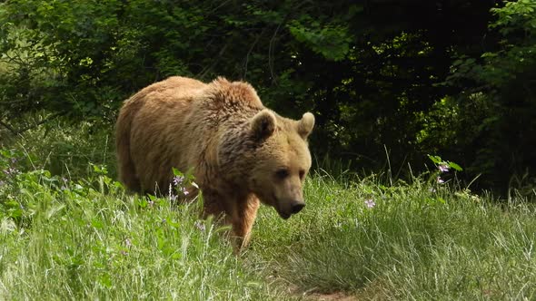 Real Wild Bear In Natural Habitat Among The Trees In The Forest alt