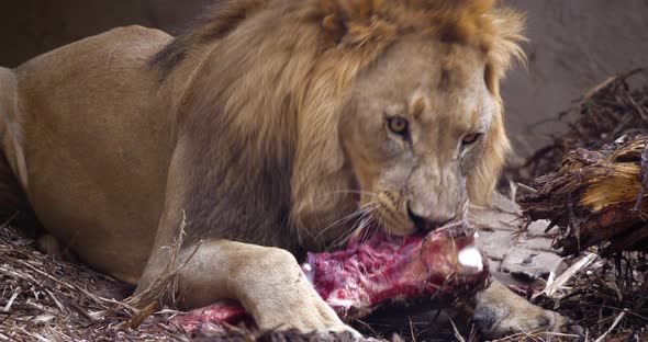 4K - Lion eating meat