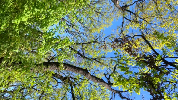 Vertical Video of the Forest in the Spring on a Sunny Day alt