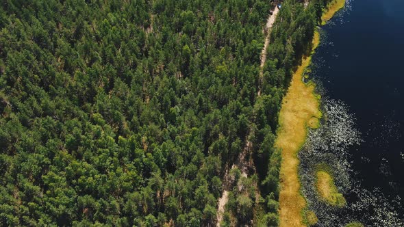 Thick Pinetree Forest and Overgrown Lake on Glade Aerial alt
