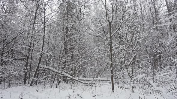 Beautiful Winter Forest, Trees Covered Fres Snow, Panoramic Shoot.