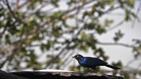 980325 Starling at the Feeder, Adult taking off, in flight, Baringo Lake in Kenya, Slow motion alt