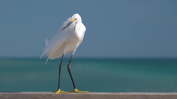 White Heron Wild Sea Bird Also Known As Great Egret on Seaside in Summer alt